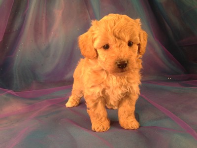 Bichon Poodle puppies for sale|Bichon Poo #4 Born 2-5-13|Purebredpups breeds Bichon Poodles for less than $700 2